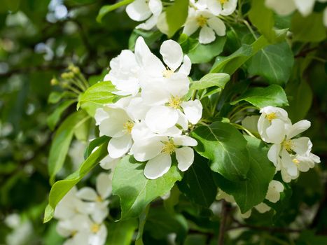 branch Apple tree with white flowers in sunlight