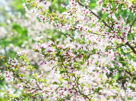 Branch with blossoms Sakura. Abundant flowering bushes with pink buds cherry blossoms in the spring. Flowers of Prunus incisa in april.