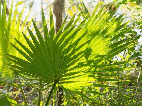 Fresh Palm tree