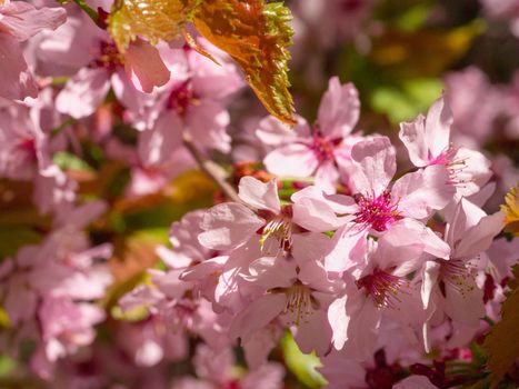 Branch with blossoms Sakura. Abundant flowering bushes with pink buds cherry blossoms in the spring. Prunus sargentii