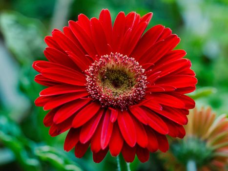 Beautiful flower gerbera background