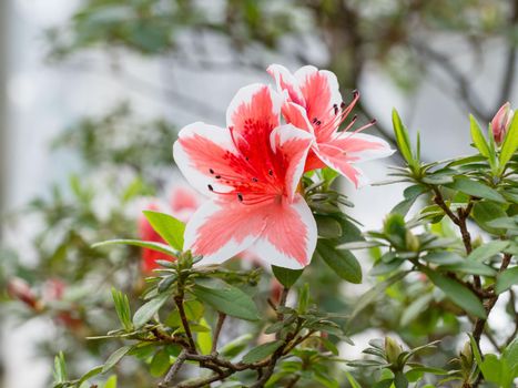 two delicate pink and white flower-Bud of rhododendron, bloom on a branch.