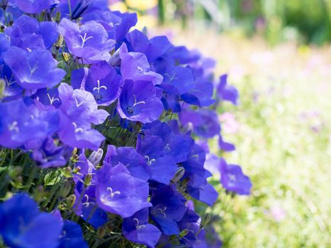 Campanula. Lush Bush of blue bell flowers on blurred green background.