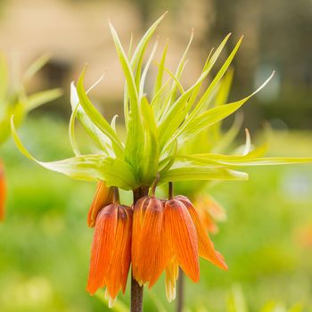 Fritillaria imperialis, luxury decorative flower. Perennial bulbous herbaceous plant