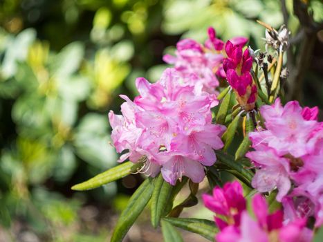 Purple flowers and buds of rhododendron outdoors in the Park in Sunny weather, close-up on bokeh background