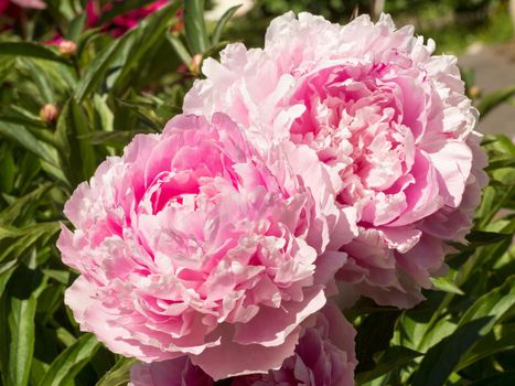 Macro image of two big Bud lush pink peony flower