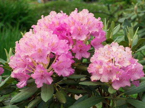 inflorescence a lovely purple flower of a rhododendron. Azalea.