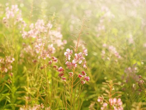 Flowers of fireweed in the soft sunlight of the early morning, image with bokeh and filters