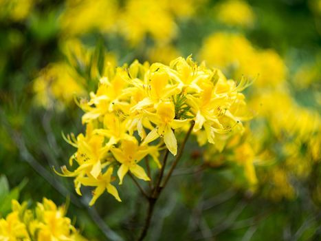 many yellow flowers of a rhododendron on a branch on bokeh background