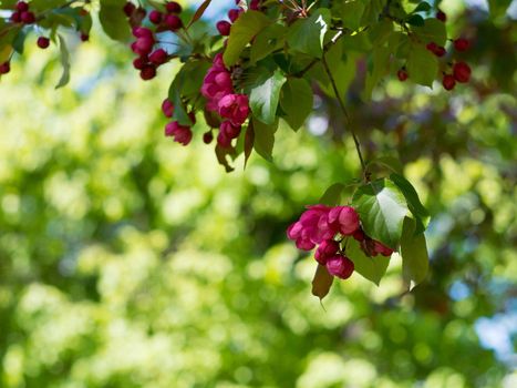 Branch of Apple red blossoms in Park, background with place for text.