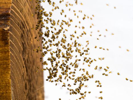 Many little spiderlings on white background with wood. Young baby spiders floating above the ground.