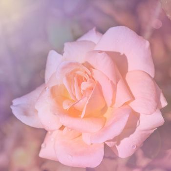 toned image of a flower Bud pink roses, filters, light pink background, for greeting cards, Wallpapers