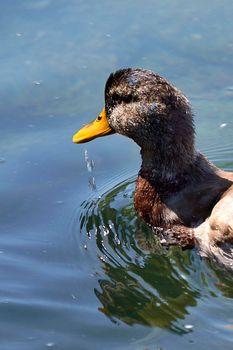 Duck swimming in a lake, splashing water. Macro photography, close-up of the face, vertical detail.