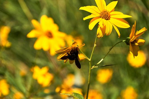 Large bee on a yellow daisy. Detail and detail photography, out of focus background, yellow green.