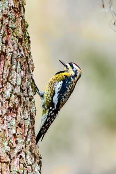 Female Yellow-bellied Sapsucker on a pine tree at Skidaway Island State Park, GA.