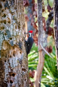 Male Pileated Woodpecker searching for insects at Skidaway Island State Park, GA.
