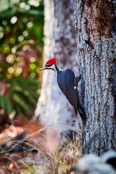 Male Pileated Woodpecker searching for insects at Skidaway Island State Park, GA.