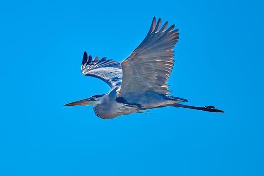 Great Blue Heron flying against a blue sky at Skidaway Island State Park, GA.