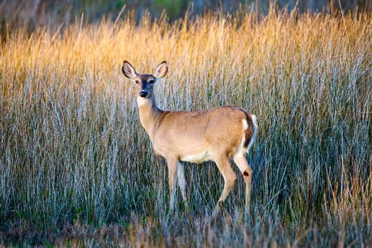 Deer in the tall marsh grass at Skidaway Island State Park, GA.