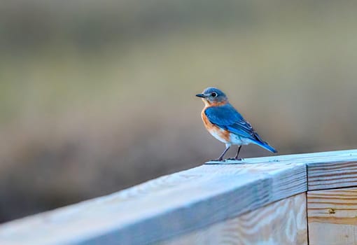 Male Eastern Bluebird pearched on the walkway railing at Skidaway Island State Park, GA.