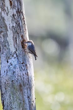 Brown-headed Nuthatch escavating a nesting cavity at Skidaway Island State Park, GA.