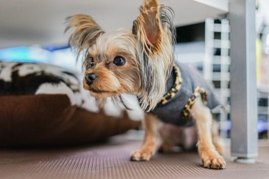 Cute Yorkshire Terrier (Companion Animal). Shooting Location: Tokyo metropolitan area