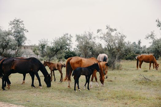 herd of horses eating grass in the ranch field mammals. High quality photo