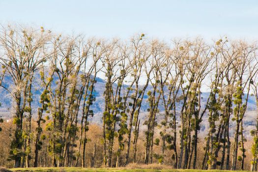 Trees and lake landscape and view in Georgia, spring landscape