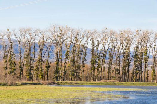 Trees and lake landscape and view in Georgia, spring landscape