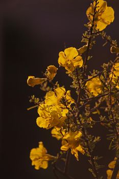 The Flowers of the Karoo Gold (Rhigozum obovatum Burch) This is a drab looking spiny, multi branched shrub or small tree, but in springtime it is covered in these bright golden-yellow flowers