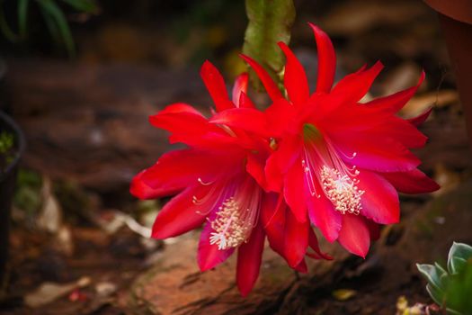 The red flower of the Schlumbergera epiphyllum cactus, Also known as the Christmas or Thanksgiving flower.