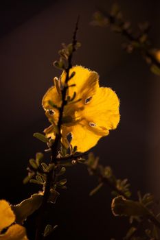 The Flowers of the Karoo Gold (Rhigozum obovatum Burch) This is a drab looking spiny, multi branched shrub or small tree, but in springtime it is covered in these bright golden-yellow flowers