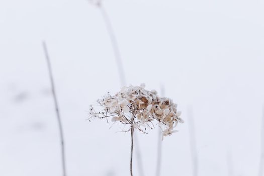 Seasonal cold nature background. Winter landscape details. Wild plants frozen and covered with snow and ice in meadow.