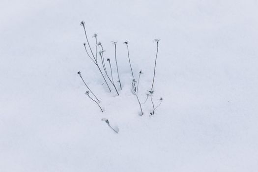 winter snowy field. Seasonal cold nature background. Winter landscape details. Wild plants frozen and covered with snow and ice in meadow.