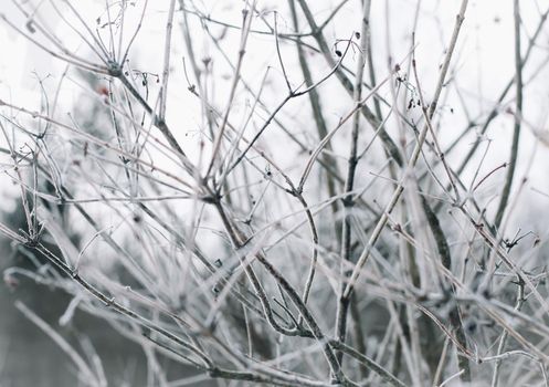 winter branches in the snow close-up.