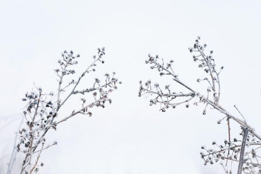 Dry floral branch on white background. Minimal, stylish, trend concept. Closeup photo.