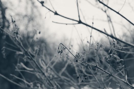 winter branches in the snow close-up.