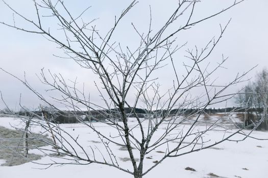 Frost on trees branches. Beautiful winter background
