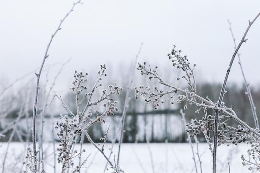 Dry branches of grass and flowers on a winter snowy field. Seasonal cold nature background. Winter landscape details. Wild plants frozen and covered with snow and ice in meadow.
