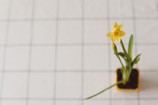 Beautiful blooming yellow daffodils on white background. Gardening, Spring and Easter concept