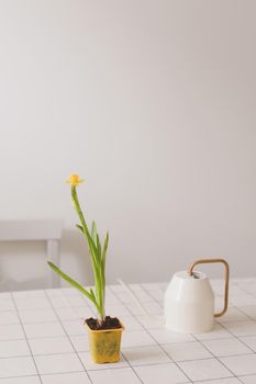Watering can and narcissus in a pot. Rustic interior details. Gardening, Spring and Easter concept
