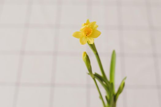 Beautiful blooming yellow daffodils on white background. Gardening, Spring and Easter concept
