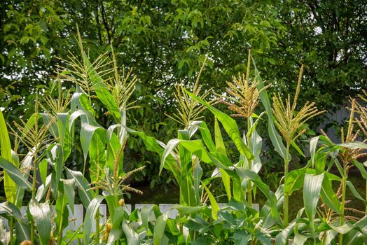 corn plant head with red top. eco plant food.