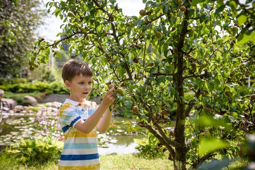 a little boy is standing under a pear tree and looking to a pear. autumn fruit harvest.