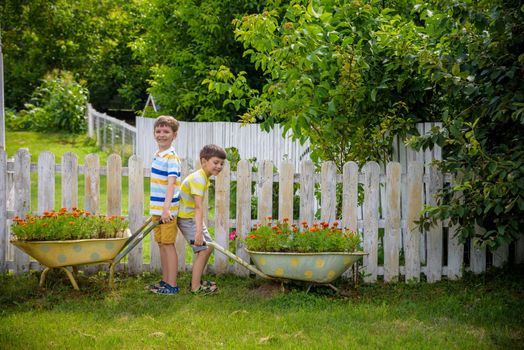 Two Little boys is playing holding a retro wheelbarrow with a harvest of flowers. Summer vocation on village concept.