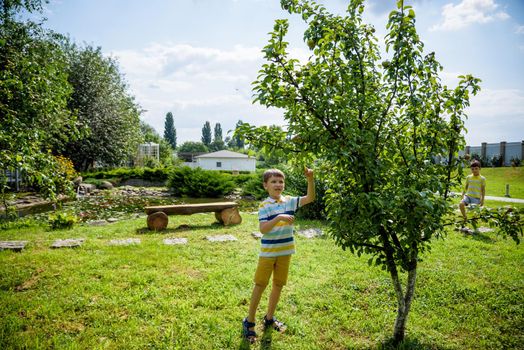 a little boy is standing under a pear tree and looking to a pear. autumn fruit harvest.