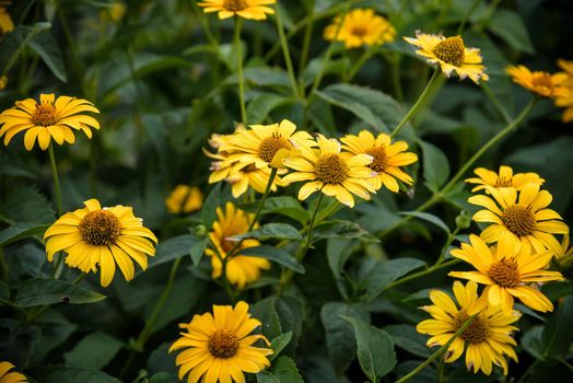 Yellow vivid flowers of heliopsis grow in summer on a stone wall. Heliopsis scabra yellow flower.