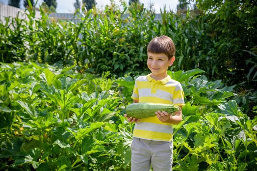 Portrait of happy young boy holding marrows in community garden. Happy kid smiling and grimacing surprised with reach harvest. Eco village farming concept.