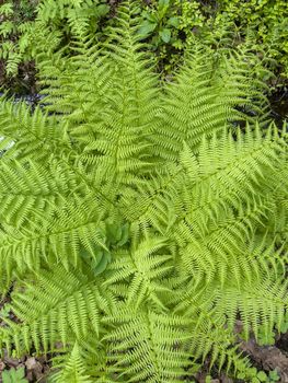 Top view of a huge fern leaf of bright green color in the forest. High quality photo