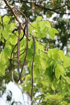 Ratchaphruek flower or Cassia fistula, a tree with many benefits.